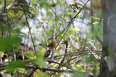 9-18-2022 Hooded Warbler (Setophaga citrina)