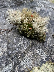 Miniature Landscapes, Moss, Lichens, Fungi And Their Environs