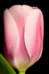 Tulips in Vertical Format