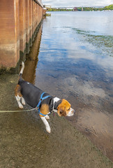 Beagle Walks 15