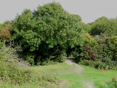 Flora of the Downs Link in September 2022