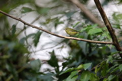 9-22-2022 Tennessee warbler (Leiothlypis peregrina)