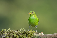 Costa Rica - Wildlife