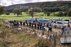 Annual Holme Show for Lonk Sheep,The Ram Inn, Cliviger, Lancashire