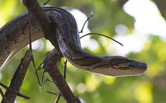 Black-tailed Python (Python molurus)