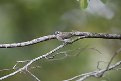 9-25-2022 Red-eyed Vireo (Vireo olivaceus)