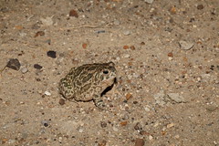 8-13-2022 Great Plains Toad (Anaxyrus/Bufo cognatus)