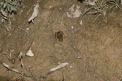 8-13-2022 American Bullfrog (Rana catesbeiana/Lithobates catesbeianus)- Invasive