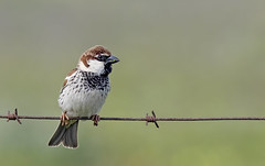 Middelhavsspurv (Spanish Sparrow)