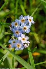 Wildflowers - True Forget-me-Not