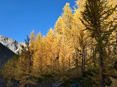 2022 September 27 - To Pocaterra Ridge and its forests of Alpine Larches 