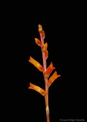 Dyckia remotiflora - 2022