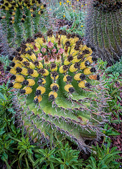 Phoenix Desert Botanical Gardens - 09/2022