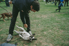 Chiswick House Dog Show 22