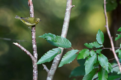 9-18-2022 Tennessee Warbler (Leiothlypis peregrina)