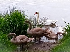 Family of swans in Świdnica:)