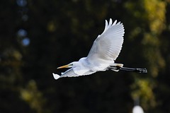 Aigrettes - Egrets
