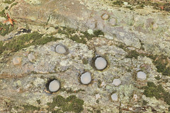 Prehistoric Cupules, Hiwassee River Valley, North Carolina