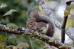 10-2-2022 Eastern Gray Squirrel (Sciurus carolinensis)- "Miss Pots"