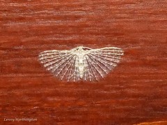 Moths of Thailand Alucitidae
