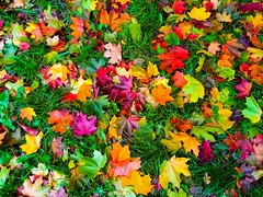 Colors of Autumn:)