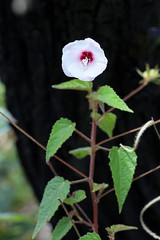 MALVACEAE - Pavonia hexaphylla