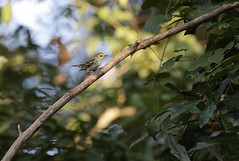 9-17-2022 Chestnut-sided Warbler (Setophaga pensylvanica)