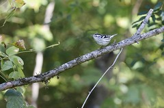 10-2-2022 Black-and-white Warbler (Mniotilta varia)