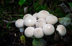Puffballs, stinkhorns, bird’s nests and false (basidio) truffles (Gasteromycetes)