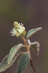 Croton aff. strobiliformis R. Secco
