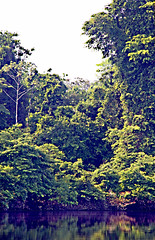 AMAZONIA  parque do JAU