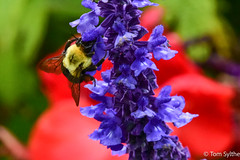 bumblee bee