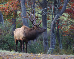 Pennsylvania Elk Trip 2022