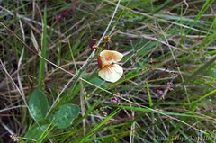 Macropilium prostratum (Fabaceae)