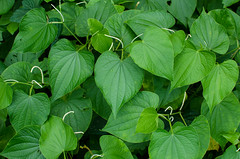 Piper genus plants