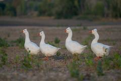Goose Troop (Roman Tufted Geese)