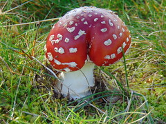 Mushrooms in forest:)