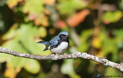 black-throated blue warbler plumages