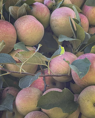 Mercier Orchards - Blue Ridge, Georgia
