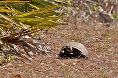 3-4-2022 Gopher Tortoise (Gopherus polyphemus)
