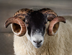 Hexham Auction Mart, 10/10/22: Show and Sale of Blackface Rams