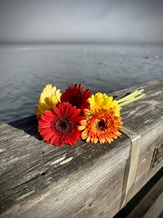 Flowers on a Pier