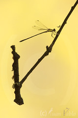 Odonatos / Dragonflies