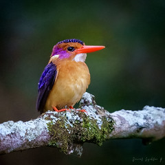 Birds/Aves of Uganda