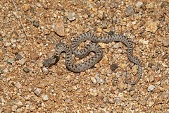 8-31-2019 Desert Night Snake (Hypsiglena chlorophaea)