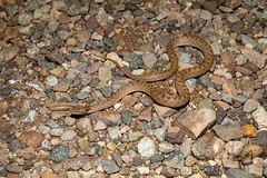 9-1-2019 Desert Night Snake (Hypsiglena chlorophaea)