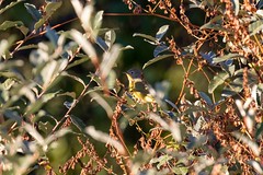 10-5-2020 Nashville Warbler (Leiothlypis ruficapilla)