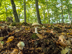 Pilze (Mushrooms)