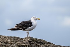 Goéland marin - Great Black-backed Gull