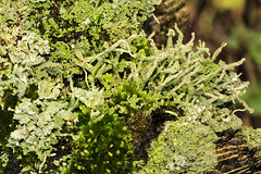 Lichen and fungus at Gregnog